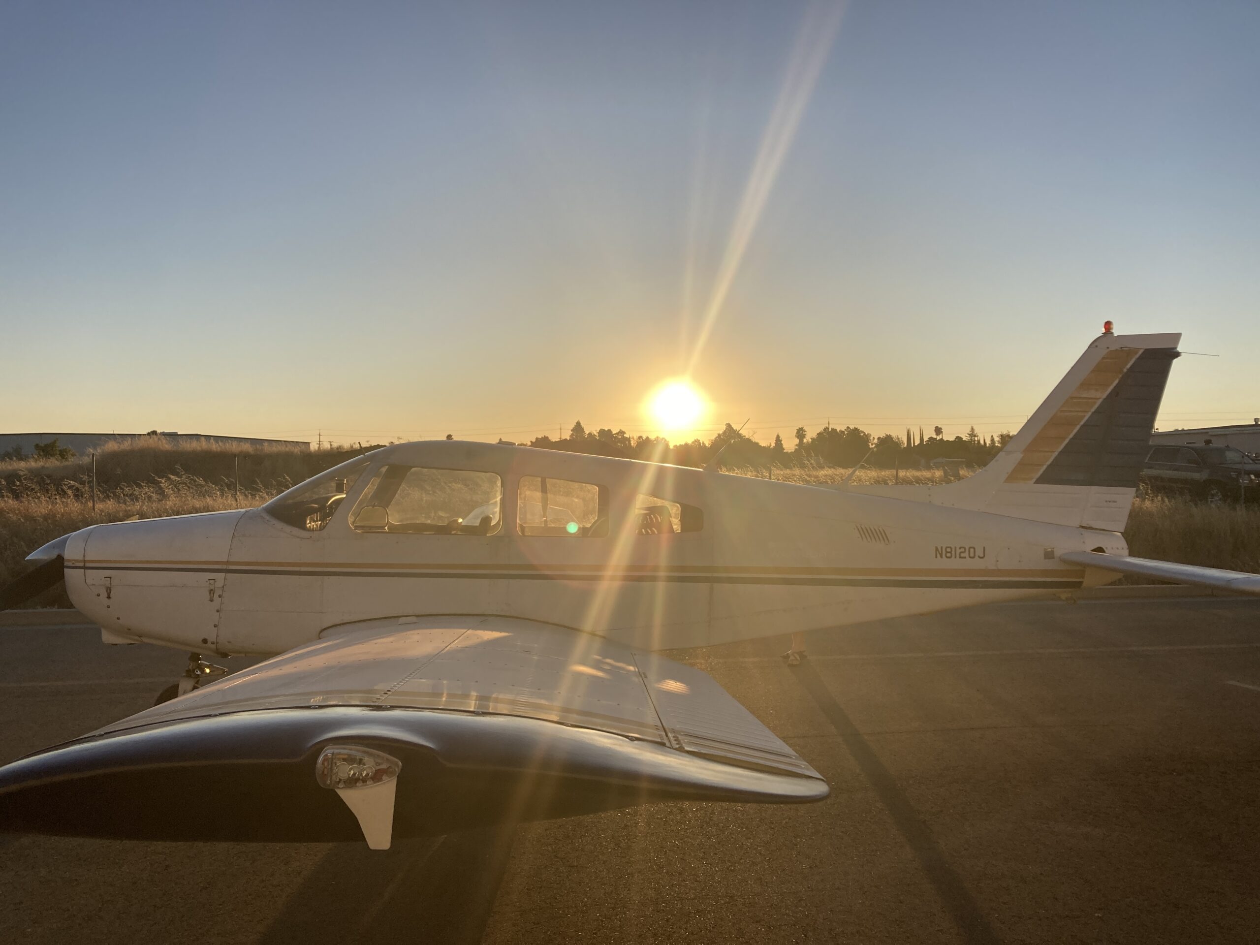 From Wings to Happy Tail Wags: A Flight Adventure