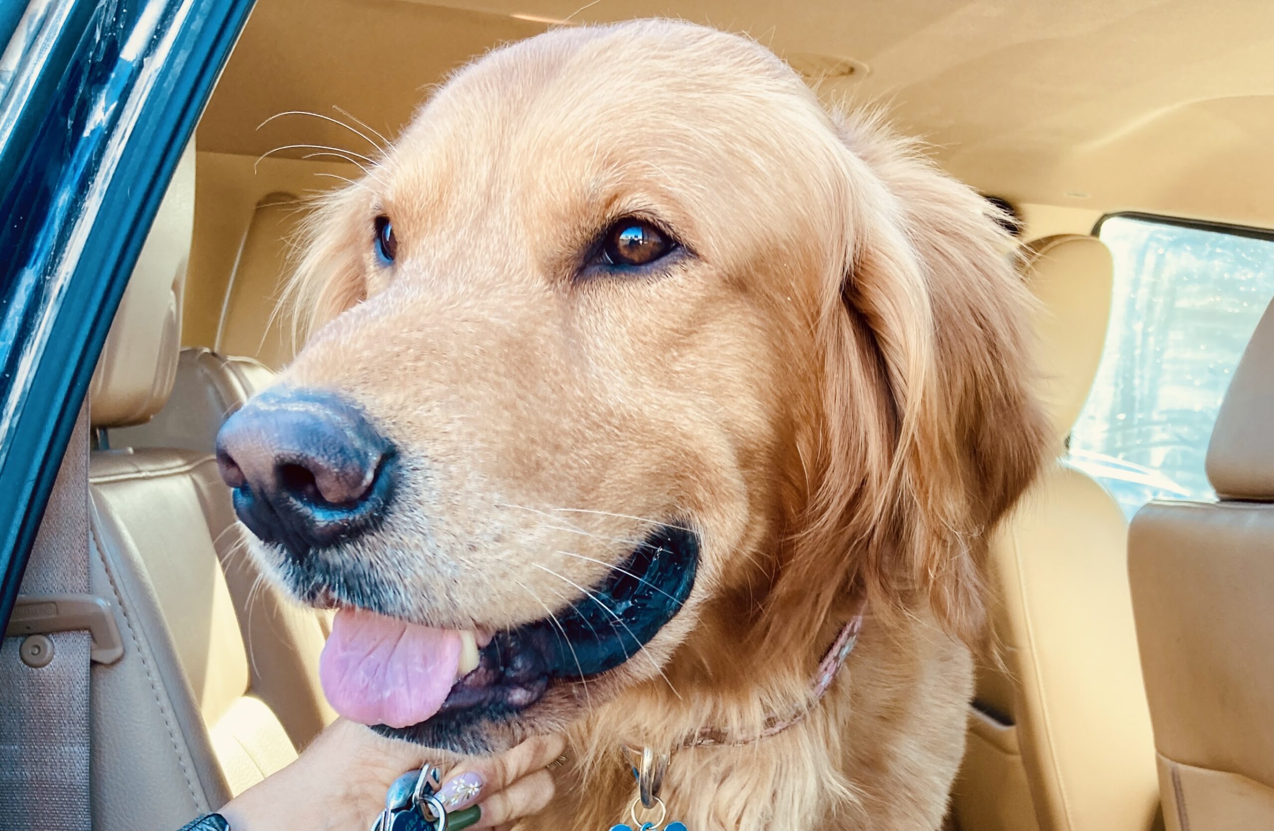 A “Golden” Retriever Rescue: A Fantastic Flight with Rainer