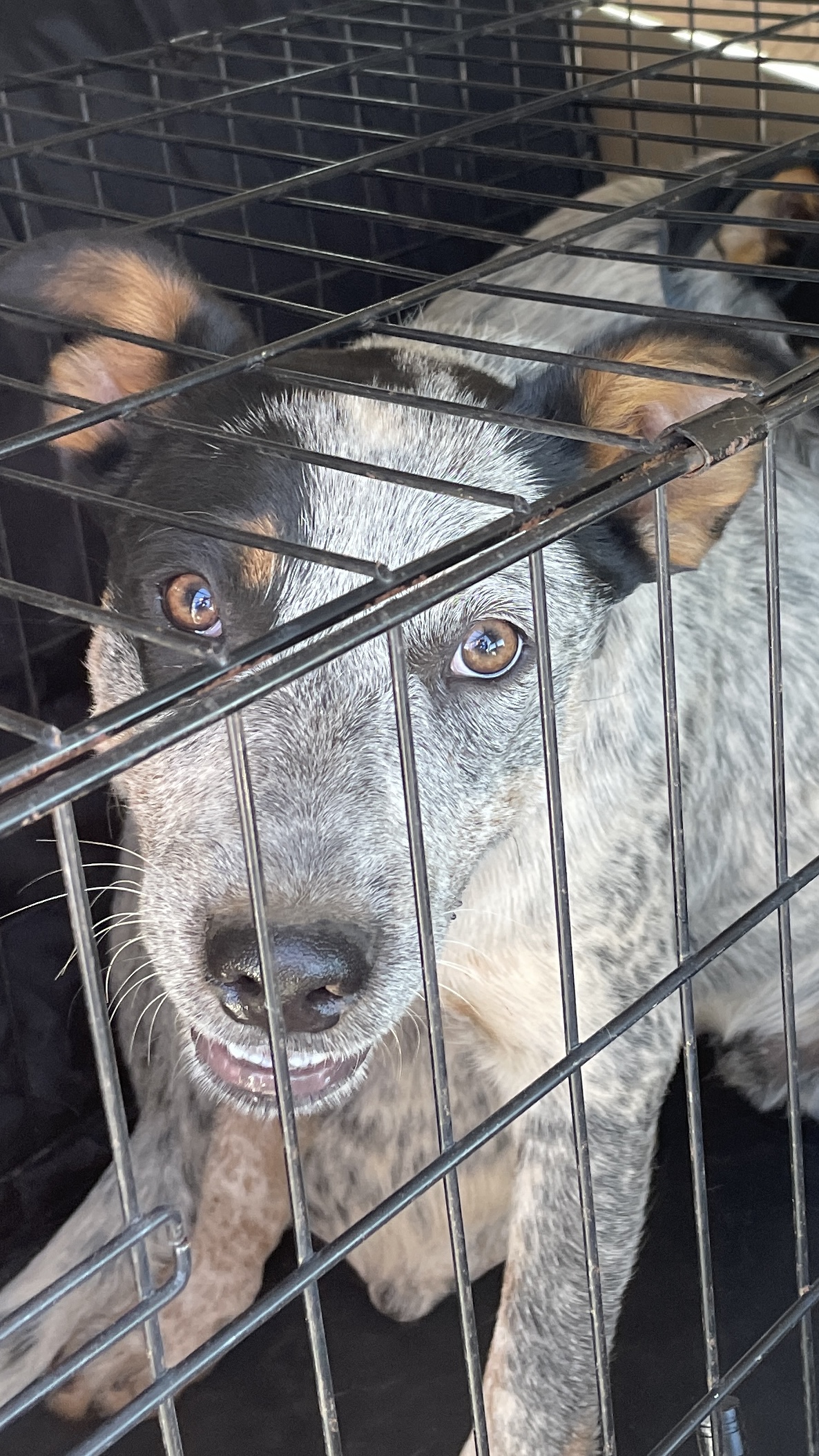 Blue Heelers and Blue Skies: A Terrific “Tail”
