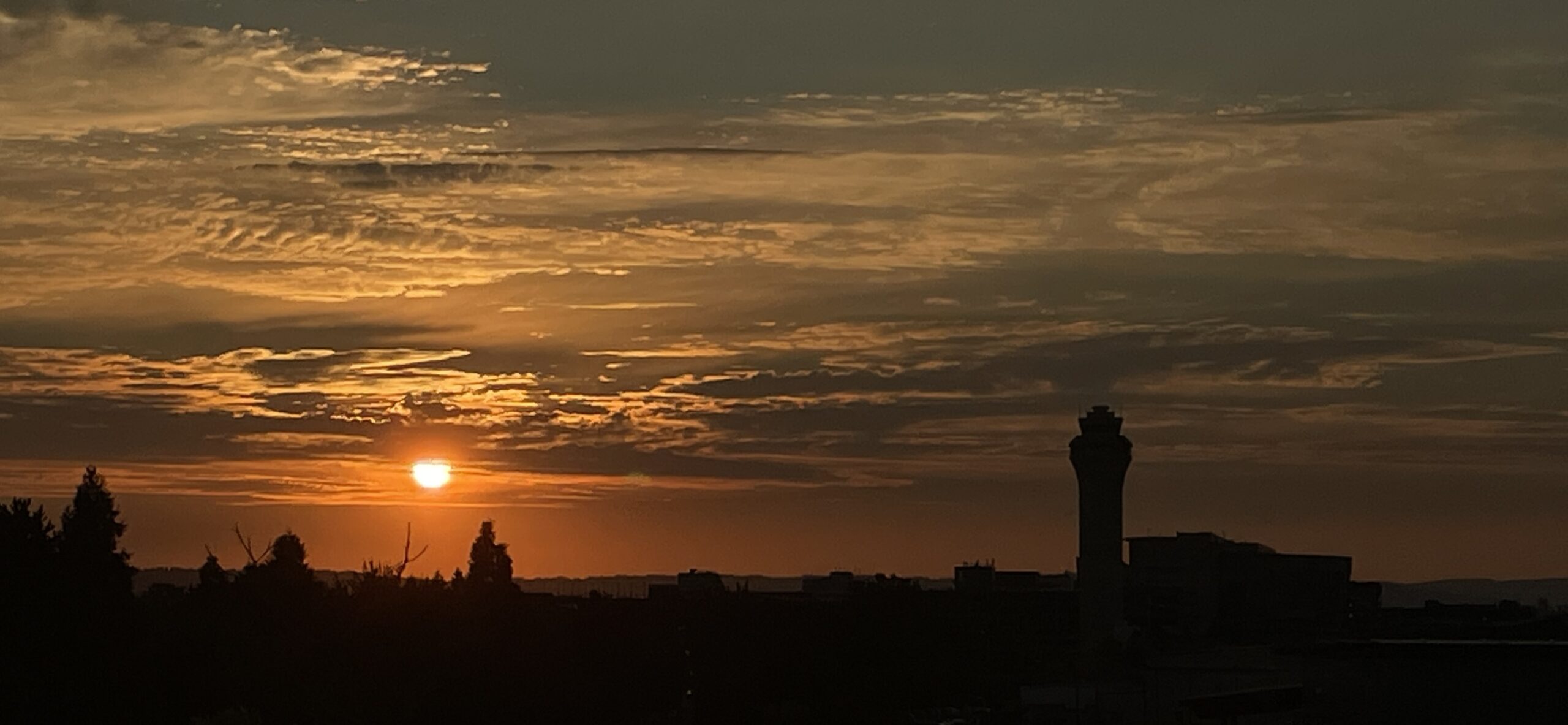 Saving Grizzly and Dolly: Dog Days of Summer Rescue